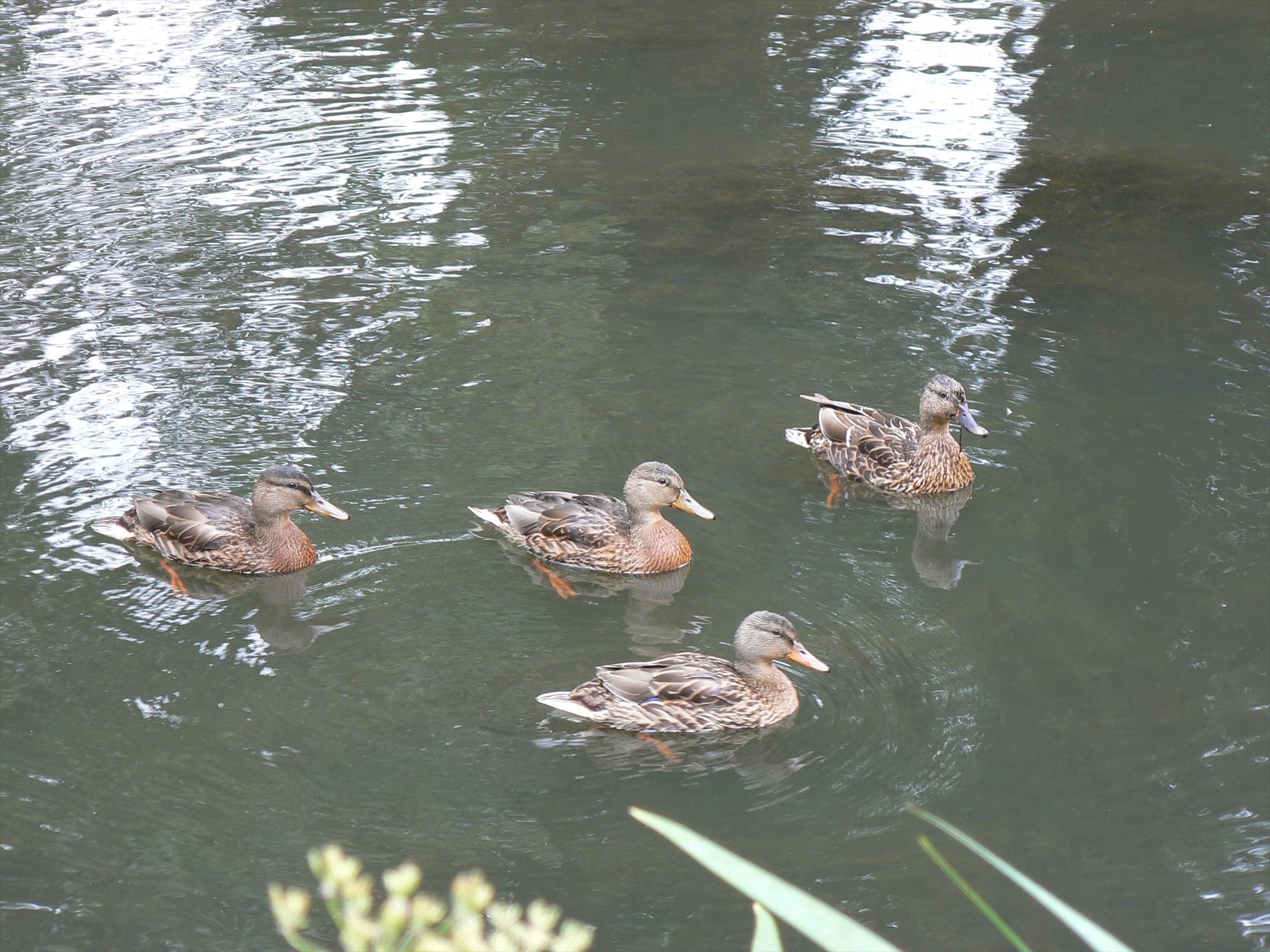 Pasari salbatice - p1030383.JPG